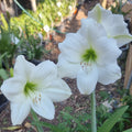 Single White Maguires Hippeastrum Virgin Bride