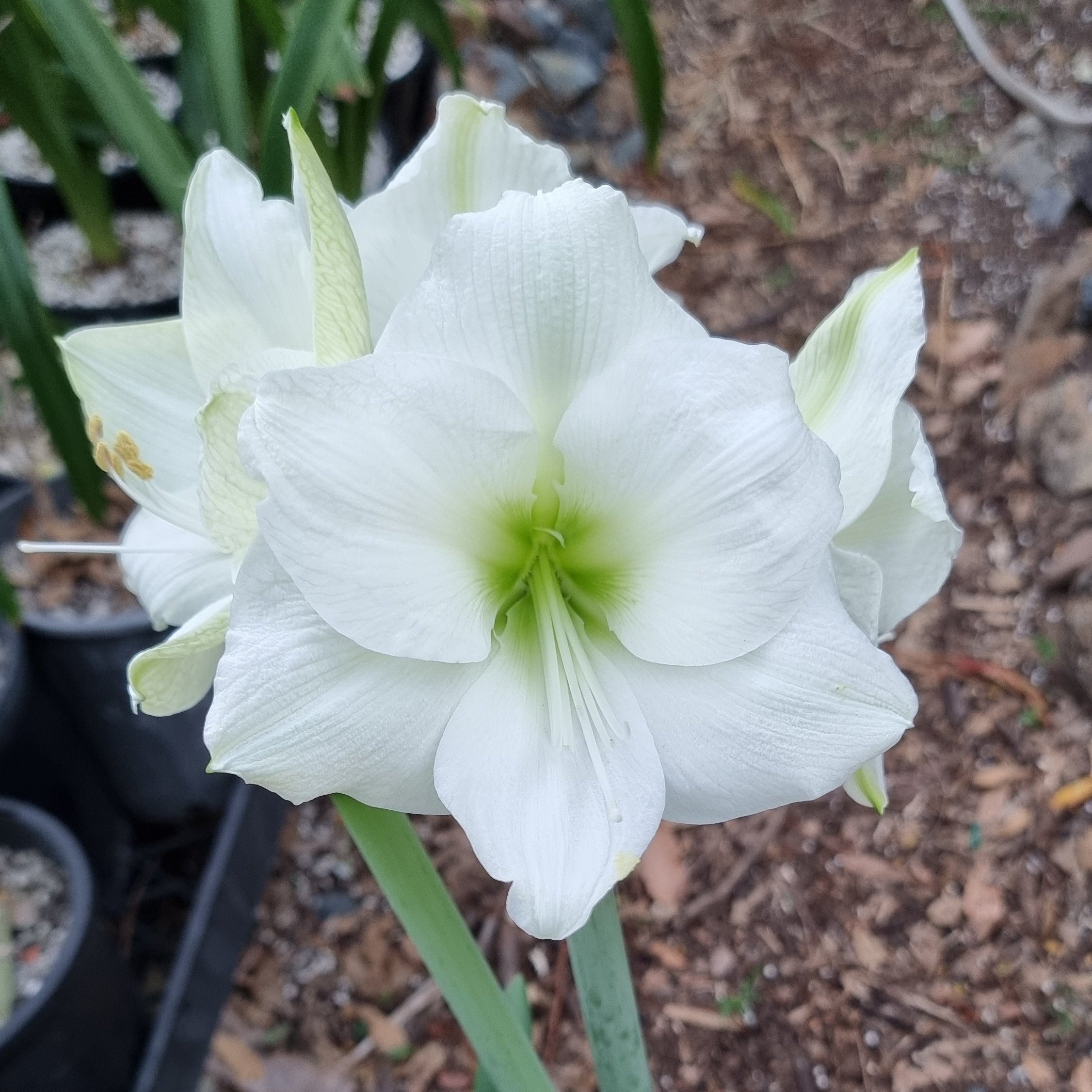 Single White Maguires Hippeastrum Virgin Bride