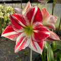Hippeastrum 'Smoothie' – NEW 2026 PRE ORDER