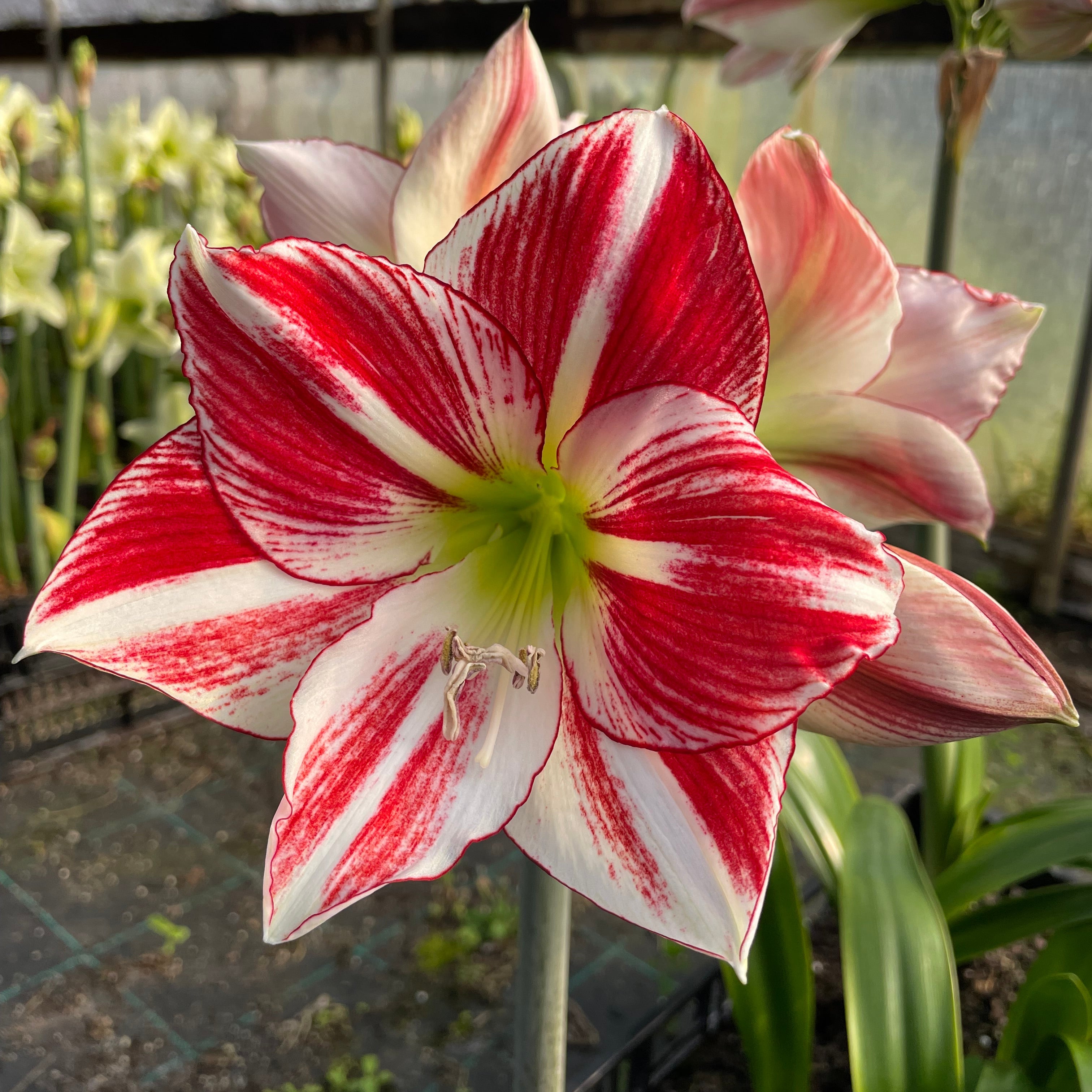 Hippeastrum 'Smoothie' – NEW 2026 PRE ORDER