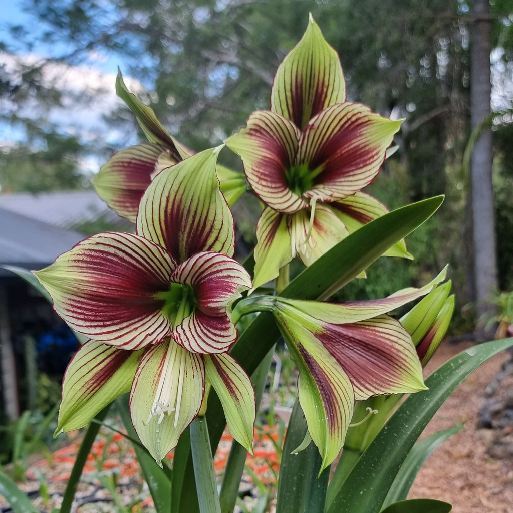 Species Hippeastrum Papilio papilio 'The Butterfly Hippy'