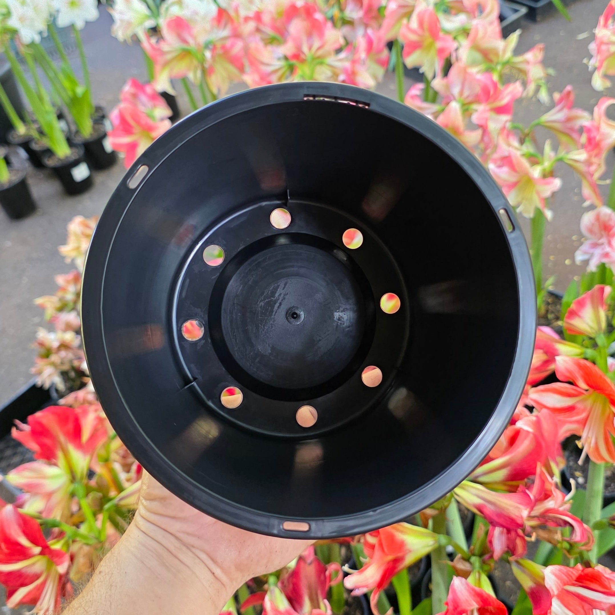 THCo 175mm Squat Grow Pot Hippeastrum