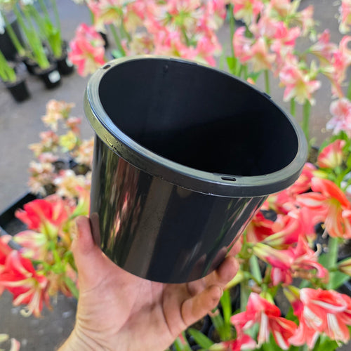 THCo 175mm Squat Grow Pot Hippeastrum