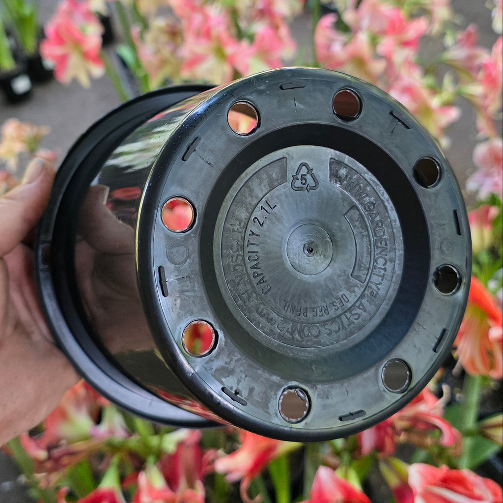 THCo 175mm Squat Grow Pot Hippeastrum