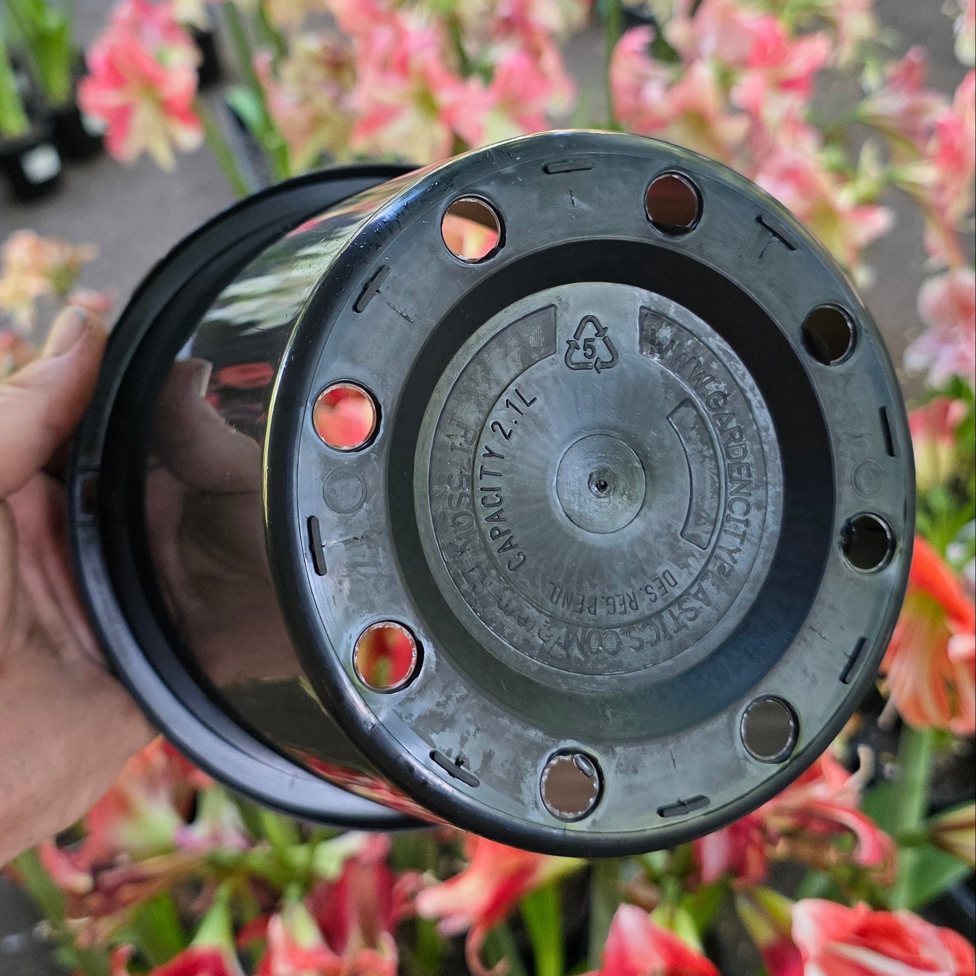 THCo 175mm Squat Grow Pot Hippeastrum