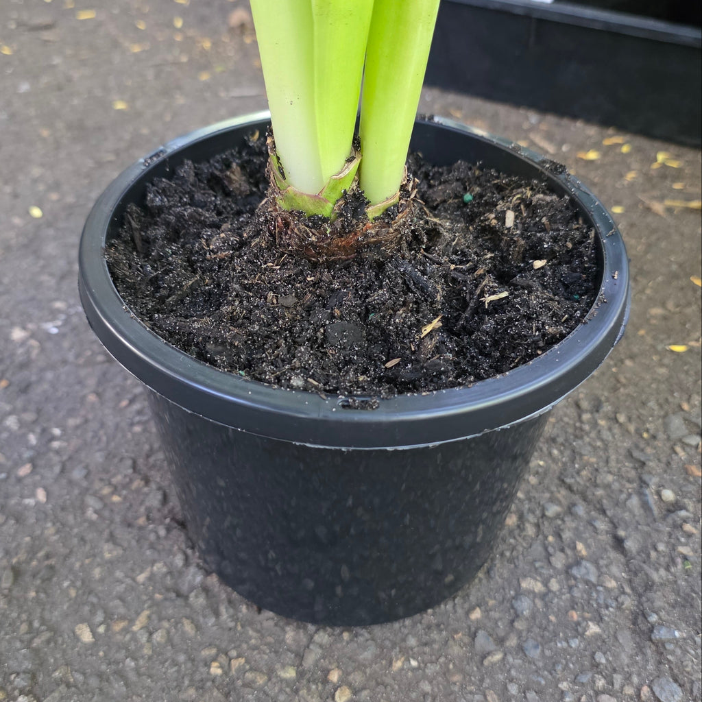 THCo 175mm Squat Grow Pot Hippeastrum