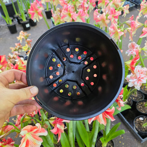 THCo 200mm Squat Grow Pot Hippeastrum
