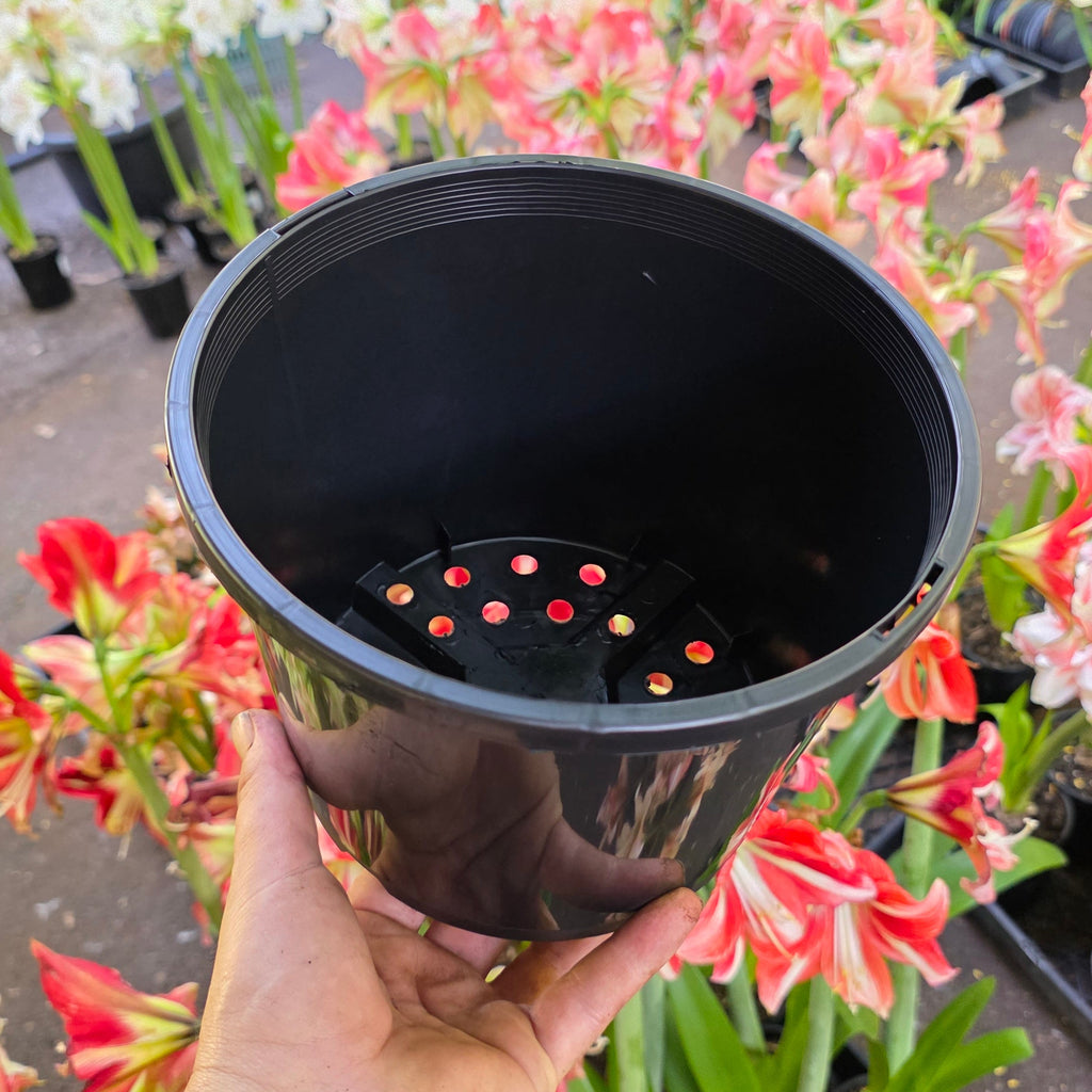THCo 200mm Squat Grow Pot Hippeastrum