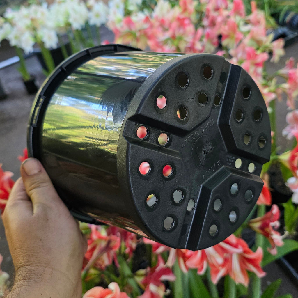 THCo 200mm Squat Grow Pot Hippeastrum