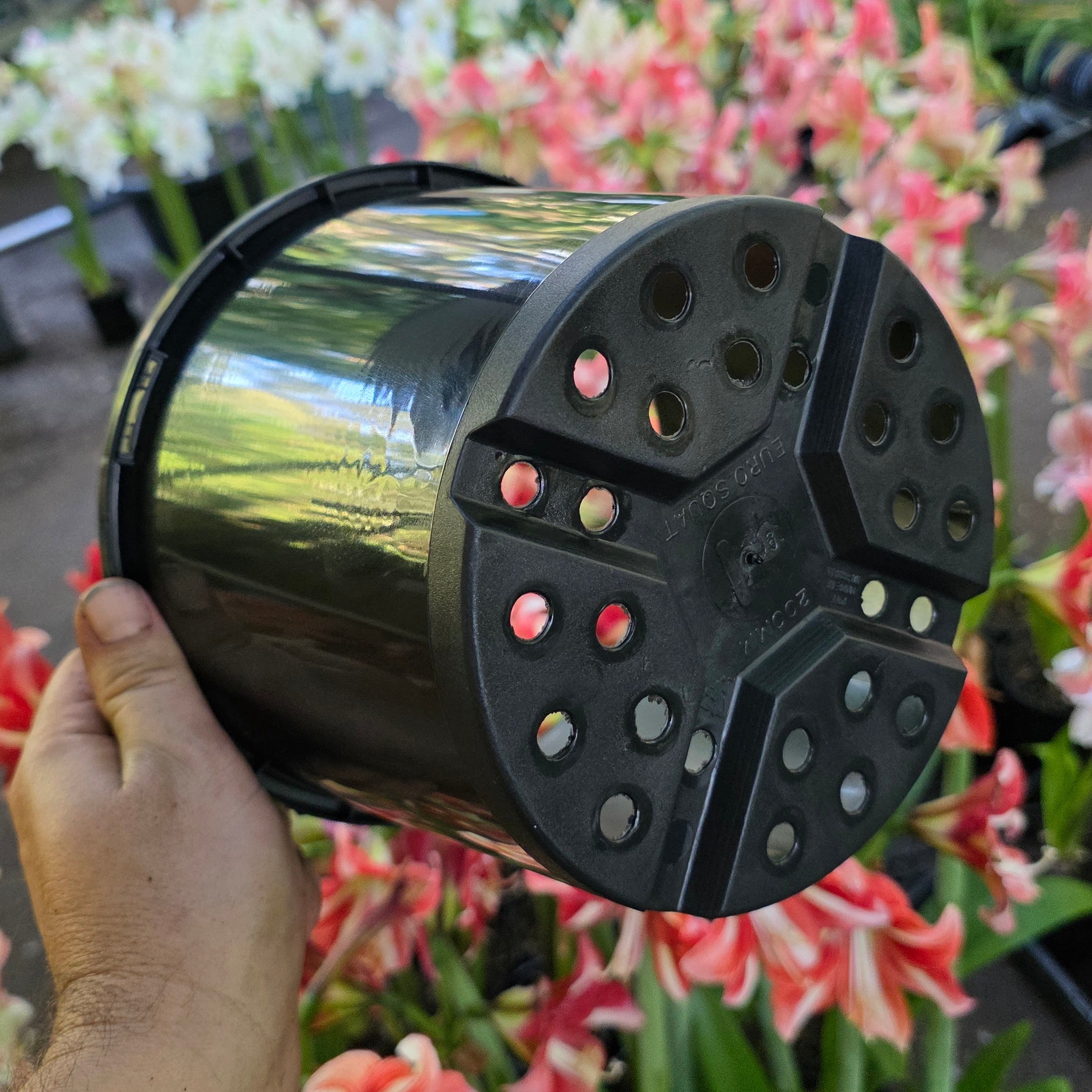 THCo 200mm Squat Grow Pot Hippeastrum