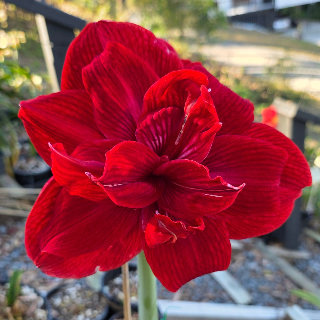 THCo Double Hippeastrum THCo Claret7