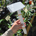 THCo Nursery Label Hippeastrum 5