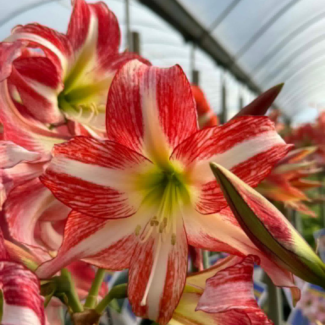 Hippeastrum 'Strawberry Ice' – NEW 2026 PRE ORDER