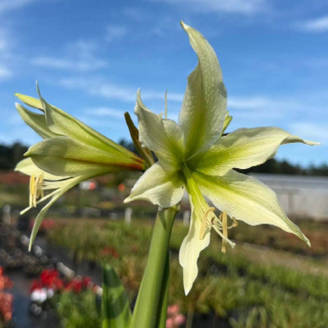 Hippeastrum 'White Nile' – NEW 2026! PRE ORDER