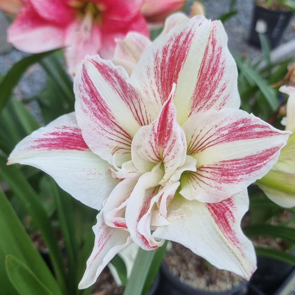 White Pink Semi Double Single Hippeastrum THCo Star Shiner
