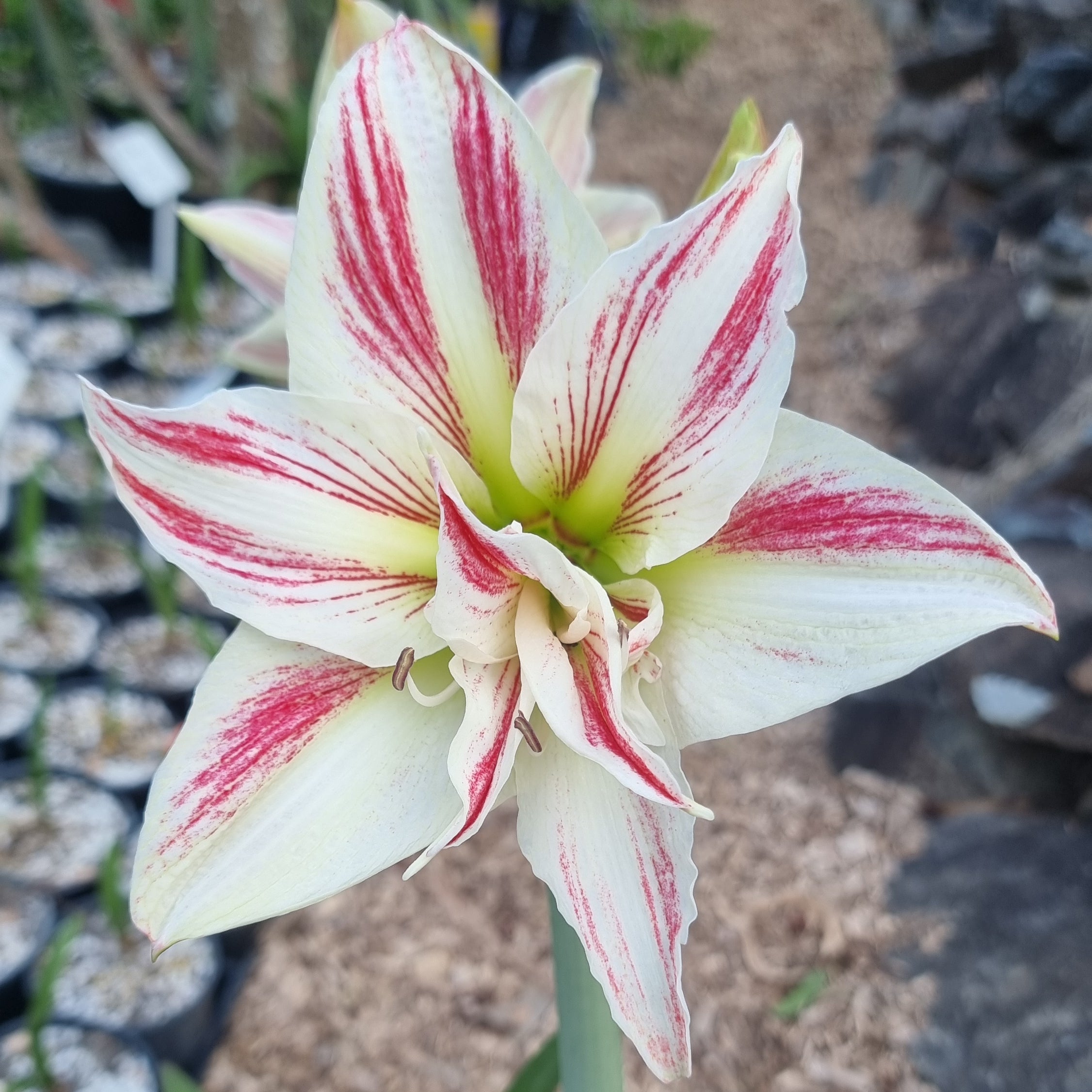 White Pink Semi Double Single Hippeastrum THCo Star Shiner