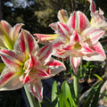 White Pink Semi Double Single Hippeastrum THCo Star Shiner3