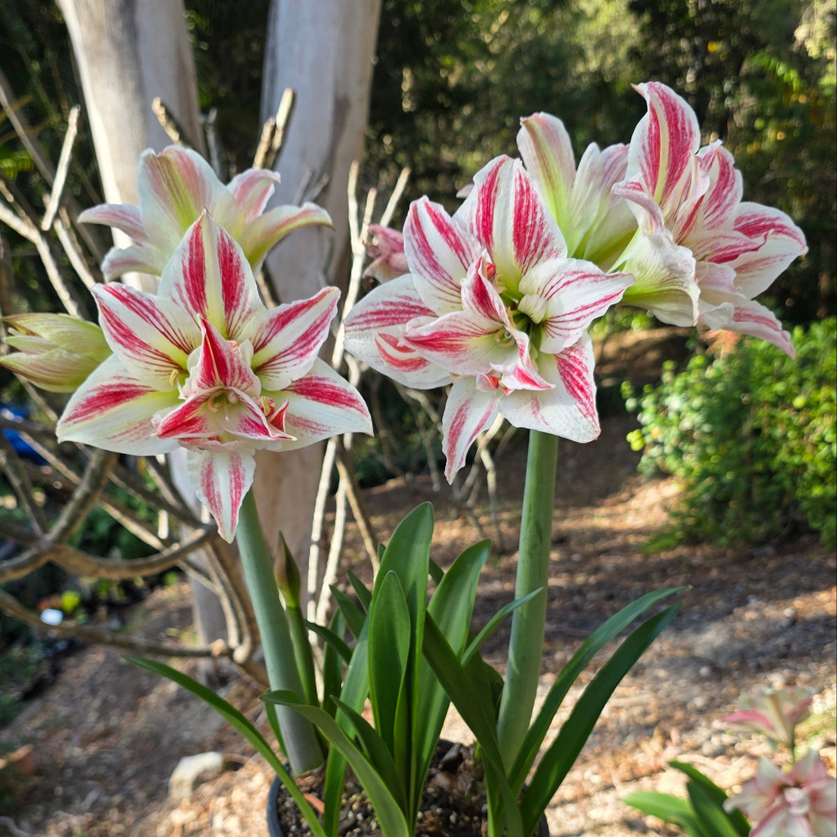 White Pink Semi Double Single Hippeastrum THCo Star Shiner3