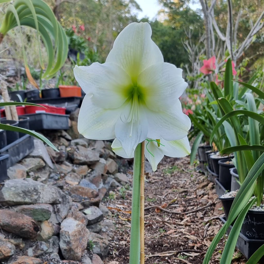 White Single Hippeastrum Mont Blanc