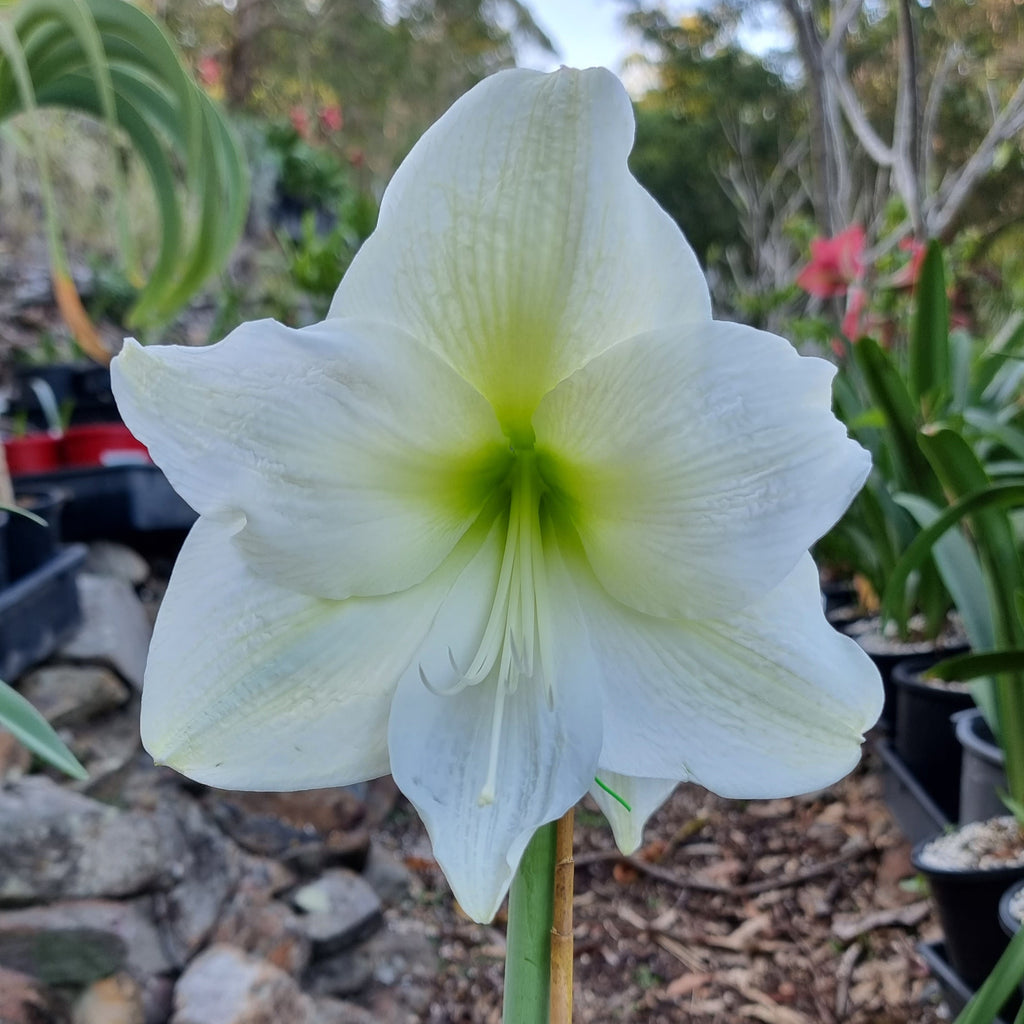 White Single Hippeastrum Mont Blanc