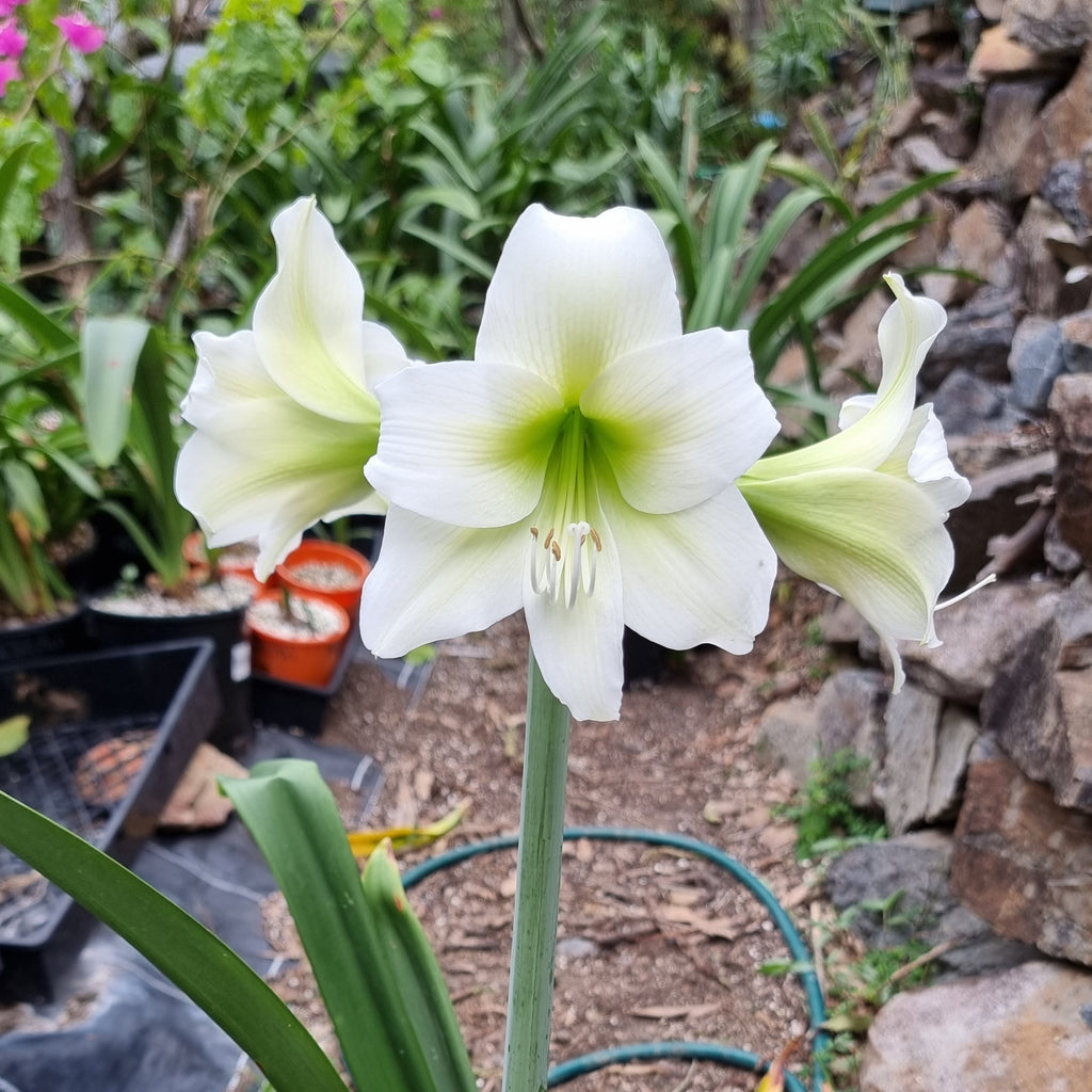 White Single Hippeastrum Wedding Dance