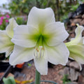White Single Hippeastrum Wedding Dance2