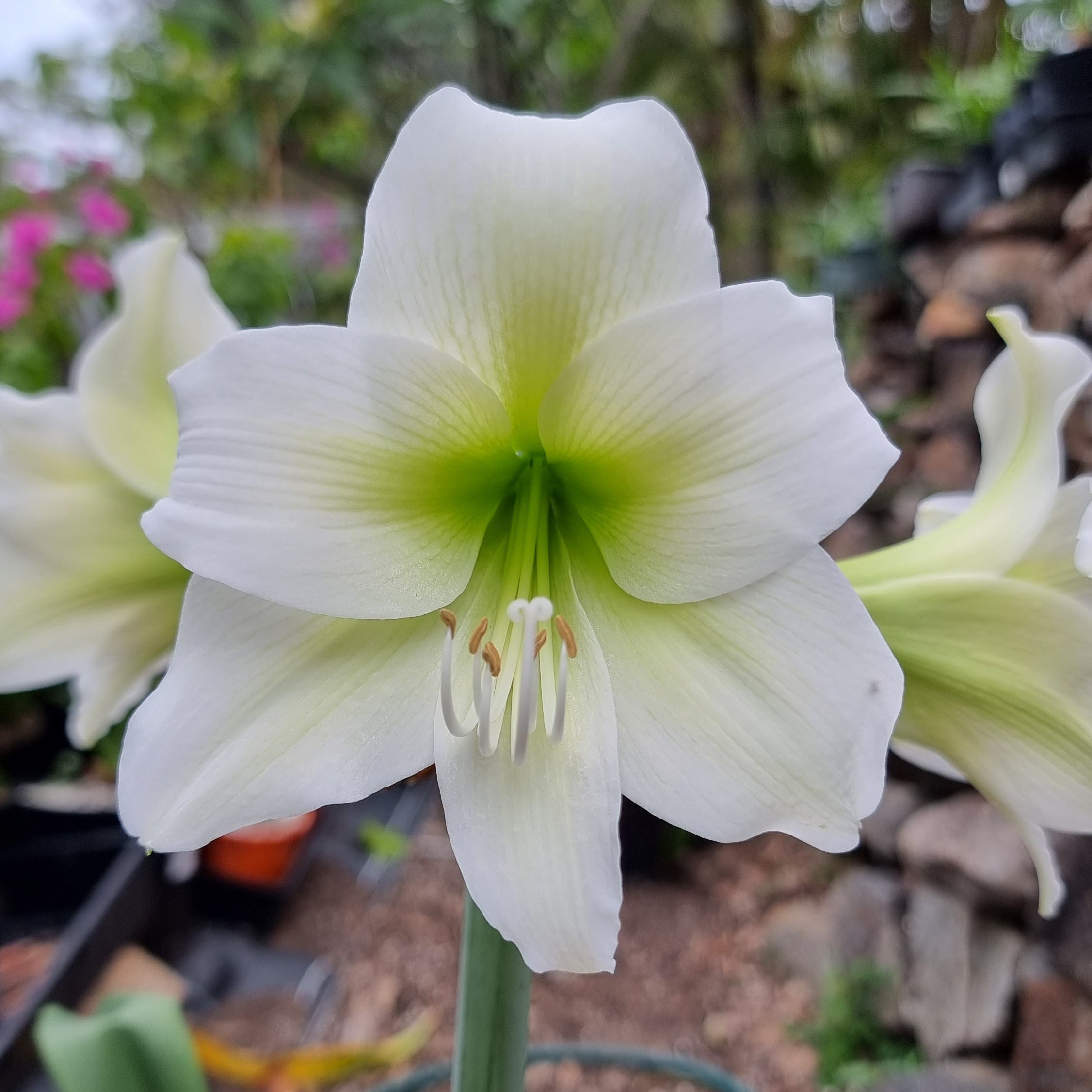 White Single Hippeastrum Wedding Dance2