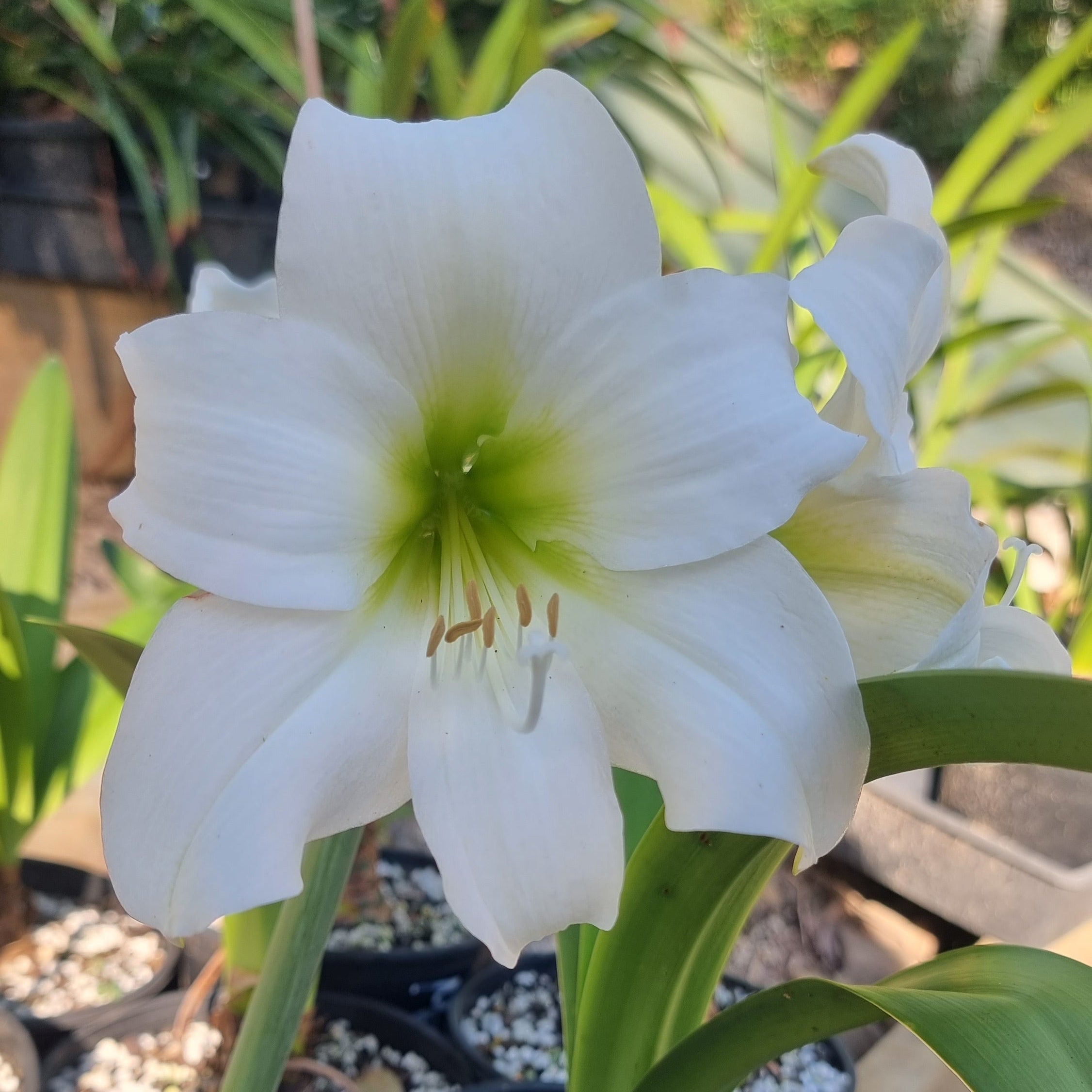 White Single Hippeastrum White Queen2