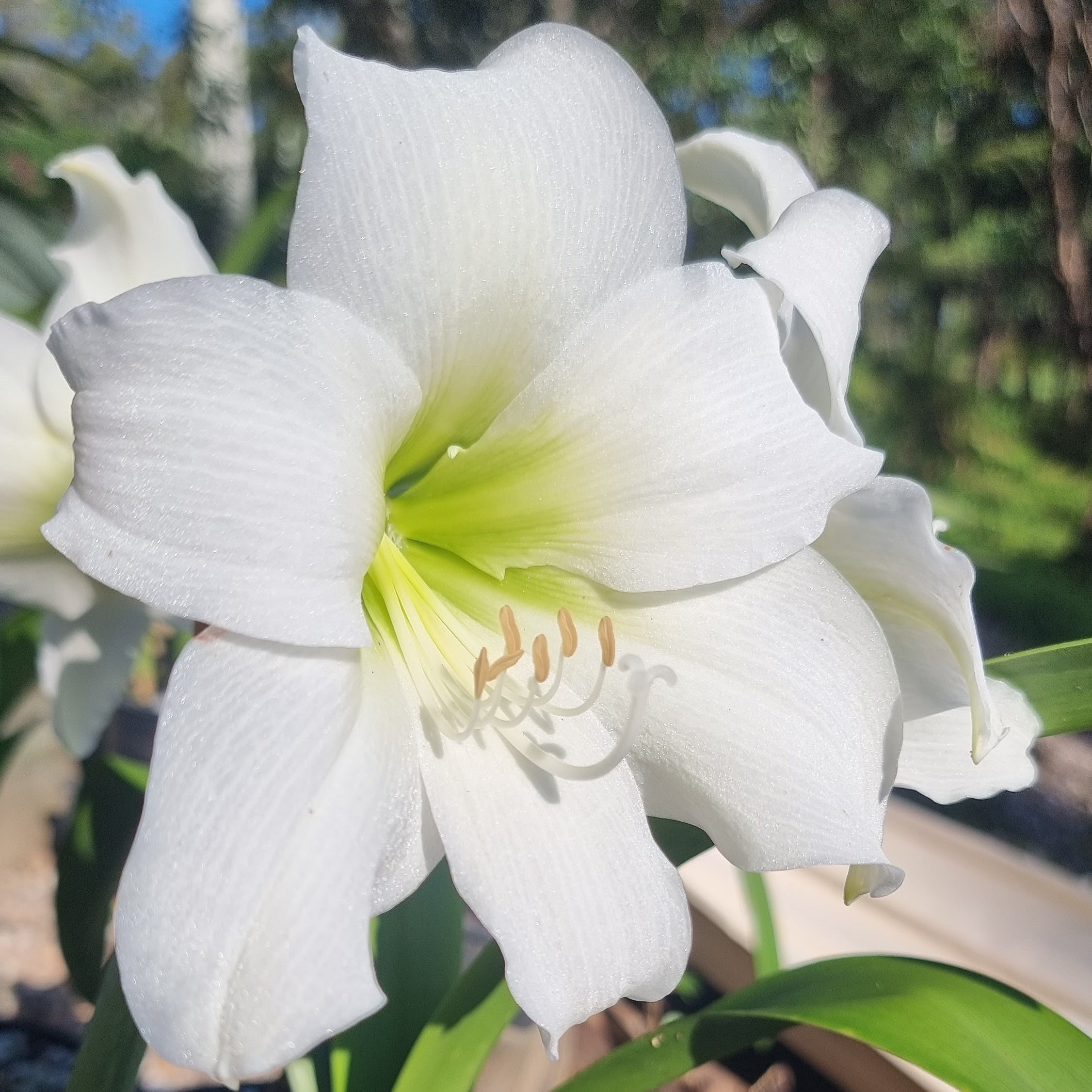 White Single Hippeastrum White Queen2